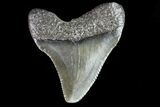 Juvenile Megalodon Tooth - Georgia #83668-1